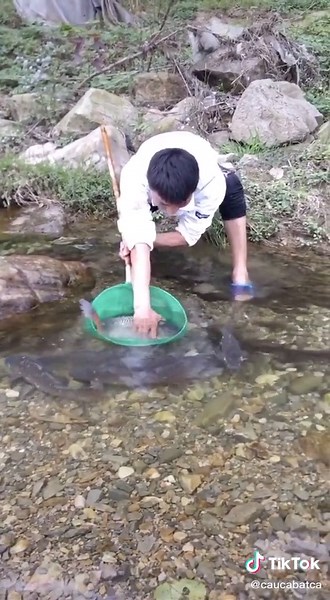 Quao, toàn là cá to #batca #entertainment #tiktoktrung #cauca #catfish
