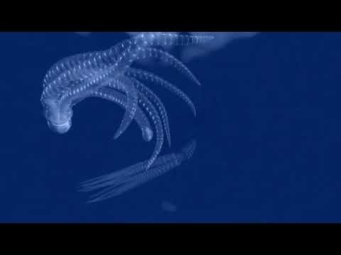 Animating Squid Tentacles with Physics | The Madness Garage