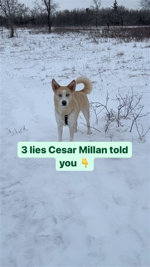 Valli, PhD 🐕 Husk & Sully | Dog Nerd on Instagram: "Cesar Millan is wrong about alot things: 🐕 Dogs are pack animals. Dogs form loose associations with other dogs. They may group up to access resources but they aren’t pack animals in the true sense of the definition. 💥 Your dog needs discipline! Dogs are absolutely capable of learning without discipline. Remember that dogs have the cognition of a 2-3 year old child. 🦮 Exercise will solve behaviour issues. Exercise isn’t the be all, end all t