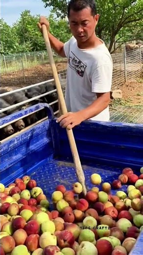 Summer Treats for the Piggy: Peaches So Ripe They're Bursting—Fed Directly!