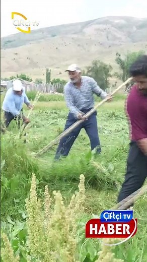 Scythe work in Muş: They are mowing grass together in the scorching heat.