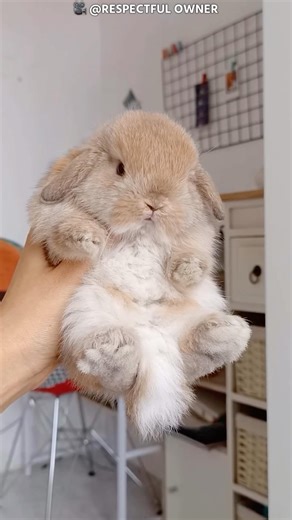 Angora Rabbit Wool 🐇