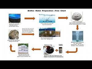 #Biofloc water preparation - flow Chart
