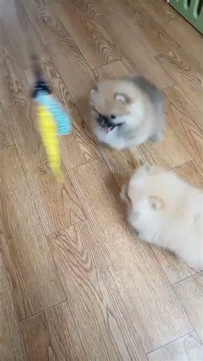 Mini Bearface Cream Sable Pomeranian Female | 12 Weeks Old