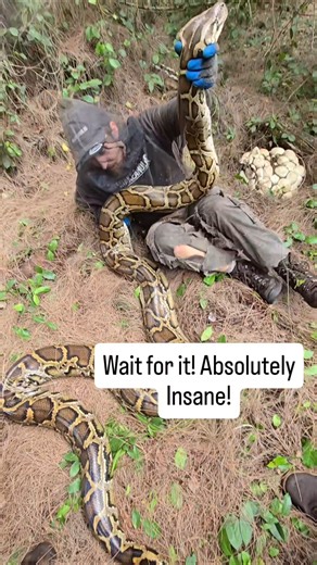 CRAZIEST VIDEO I'VE EVER TAKEN #python #snake #wildlife #florida #nature #shorts #nest #reptiles