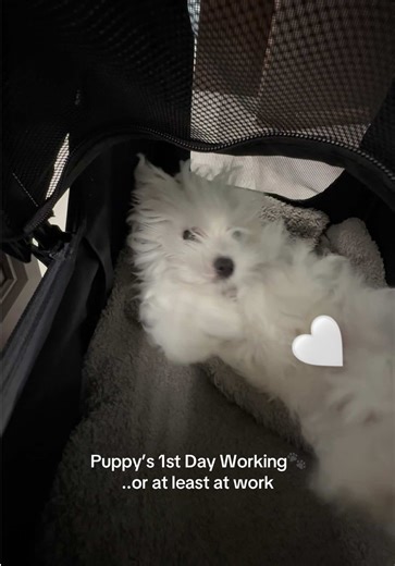 working hard or hardly working🐶 #puppy #dogatwork #maltese #dogstroller
