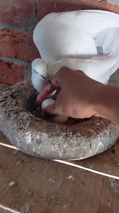 1.6K views · 13 shares | BUTIFUL FARMING pigeon #facebookviral #reels #Bangladesh #ontario #UnitedStates #Pakistan | pigeons lover's | Facebook