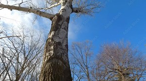 The bark of a white poplar tree, a.k.a. Populus alba in Latin, looks very similar to those of birch trees. This video will show the difference from the bottom to top of the tree