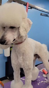 420 reactions · 12 shares | How do you like to groom? •Do you prefer short or long ears? •Do you use paper or a computer for your appoinments? •Do you clip or file nails? •Do you hold the dryer in front or behind? •Do you shave double coated dogs or refuse to? •Do you use wide or regular blades? #WhatSayYou #doggroomer #doggrooming #groomingsalon #shortears #poodle #cavalierkingcharlesspaniel #dontshavethat #pet123 #oldschool | Madeline Rothwell | Facebook