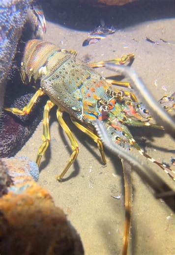 Peaceful beachcombing after low tide#tidepooling #seacreatures | Beachcombing