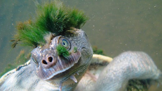 Mary river turtle, aka 'punk turtle', put on endangered species list