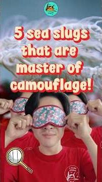 5 sea slugs that are master of camouflage! #biology #scubadiving #nudibranch #seaslug #diving