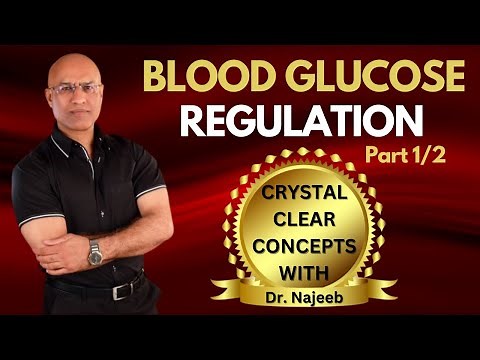 Fed State | Blood Glucose Regulation Part 1/2