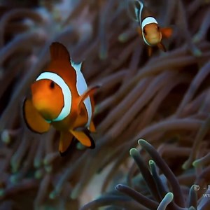 904K views · 10K reactions | The Triangle | Scuba Diver Life | Facebook