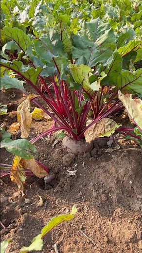 Beetroot harvesting time #vegetablefarming #farming #harvesting #agriculture #organicfarming