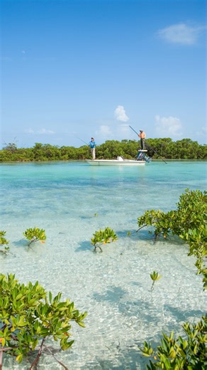 The experience of a Lifetime is right here in Bimini. #Bimini #LifetimeofIslands Video Credit: @capt.reedtudor | Travel Bahamas