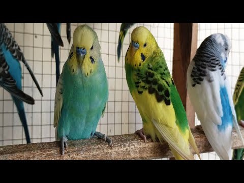 12 Hour Bird Watching of Parakeet Budgies Birds, Observe Nature Birds, Reduce Stress