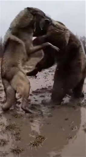 Wolf vs Bear