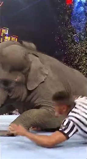 Women Vs Elephant : The Most Unreal Fight Eve