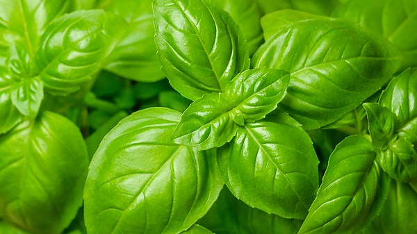 9 Reasons Why You Should Grow Basil By Your Front Door