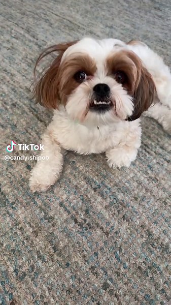 10 Sounds Dogs Love — Play These for Your Dog