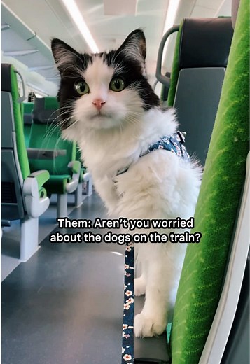 Cats and Cucumbers: A Surprising Reaction