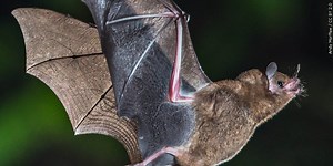 Bats in your home? Here’s what you should and shouldn’t do