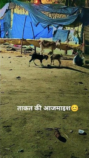 जा बच्चा है छोड़ दिया😊 #viral #funny #gsds #goat #trending #shorts #ytshorts #subscribe