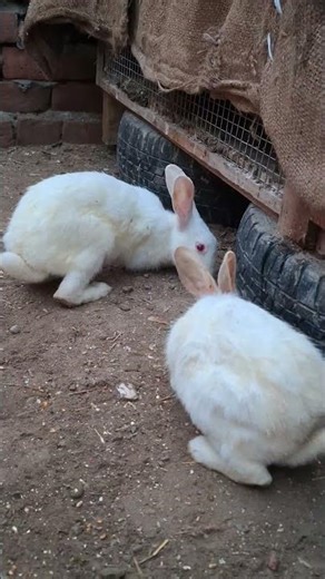 Pet house ਵਿੱਚ ਆਏ New Members | Rabbit ka pair | rabbit video