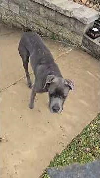 PUPS And DUCKS! #WhittAcres #enjoynaturetoday #homesteadinglife