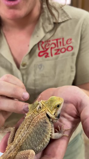 Meet Peter and Chip: Our Two-Headed Bearded Dragon at the Reptile Zoo!