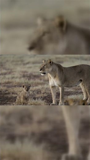 "From Cuddly to Fearsome: The Fascinating Journey of Lion Cubs Unveiled!"