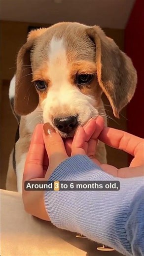 Beagle Puppy "Shark Week": The Crazy Teething Biting Phase