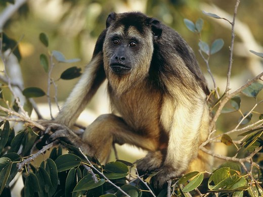 Head transplant has been successfully done on a monkey, maverick neurosurgeon Sergio Canavero claims