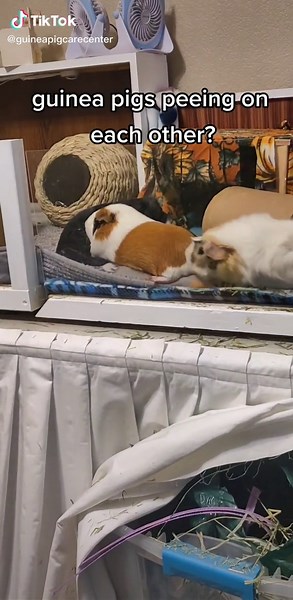 Guinea Pig Care Center on TikTok