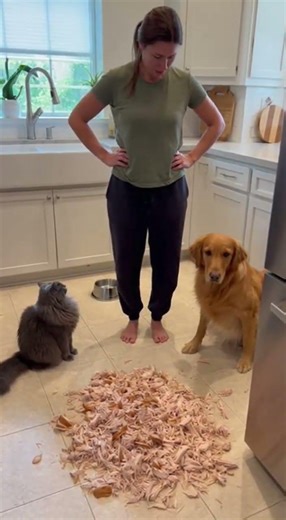 When Both Pets Swear It Wasn’t ThemI Left the Kitchen for 5 Minutes…”The Silence Was Too Loud”Two Su