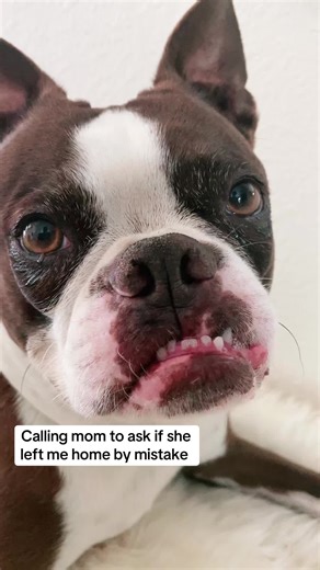 ACE THE RED BOSTON TERRIER on TikTok
