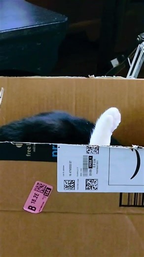 Kitty taking a bath in a box.#cat #pet #kitty