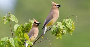Cedar Waxwing Similar Species to, All About Birds, Cornell Lab of Ornithology