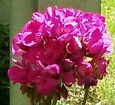 Comment faire la couleur fuchsia