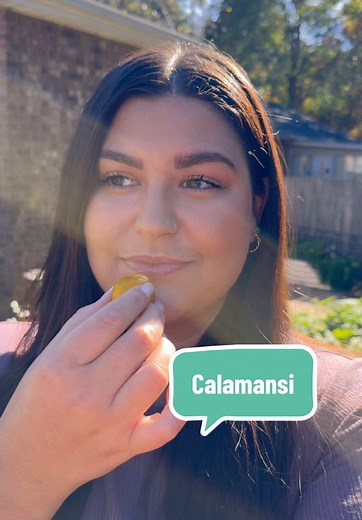 Do you grow calamansi? This cold tolerant citrus is a great alternative to lemon if you have trouble growing them in your climate. It can be grown in a greenhouse or brought indoors for the winter. And, it produces fruit year round! They can be used just like lemons, and they’re pretty delicious (but a little tart/sour) for fresh eating too! Let me know what I should do with the rest of them once they ripen up 🍋 Also, sorry for the glare! The sun and my phone weren’t cooperating #gardengram #ga