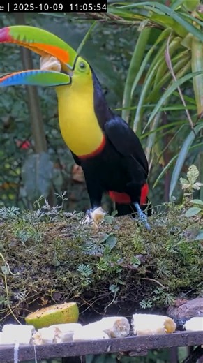 It's toucan season at the Panama Fruit Feeder Cam! We've had multiple visits from a beautiful Keel-billed Toucan at the Canopy Lodge feeders over the last week, and we're hoping for more! These large toucans are mostly frugivorous, eating fruits and seeds from many species of trees. They will also supplement their diets with small animals like snakes, lizards, insects, and even eggs and nestlings of small birds. Watch LIVE 24/7 with highlights and viewing resources at http://allaboutbirds.org/pa
