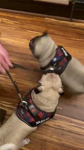 Two Pugs. One Close Call. | Zuko’s roadside rescue