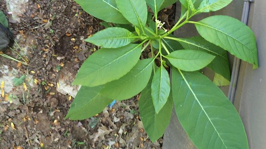 How to Identify, Harvest, and Prepare Pokeweed and Poke Sallet