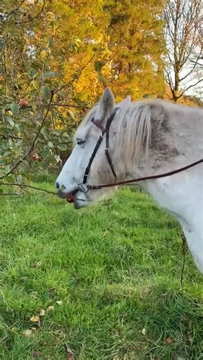 Happy Halloween Everyone! Watch Morven go “trick or treating “ well his pony version of it . | Patchwork Ponies