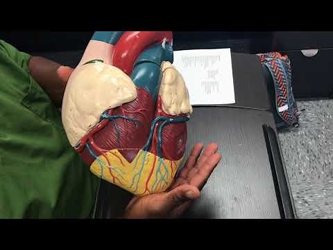 Internal Heart Pericardial sac