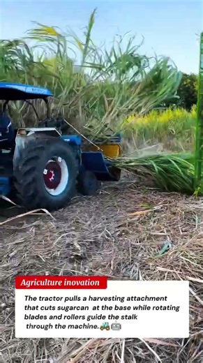 Powerful Tractor Harvesting Sugarcane | Smart Farming Machine in Action 🚜🤖