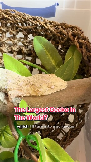 The Largest Gecko in the World: Uncovering Key Facts