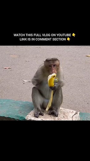Monkey Teaching How to Peel Banana in Right way