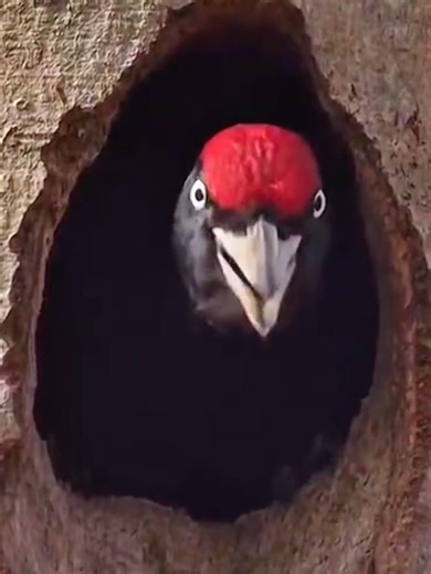 Explore the Amazing Sounds of Nature